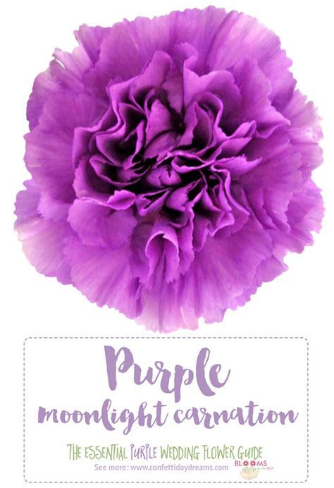 Purple Flower Names