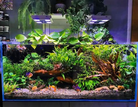 The 10 Best Aquarium Plants For Goldfish That Will Survive