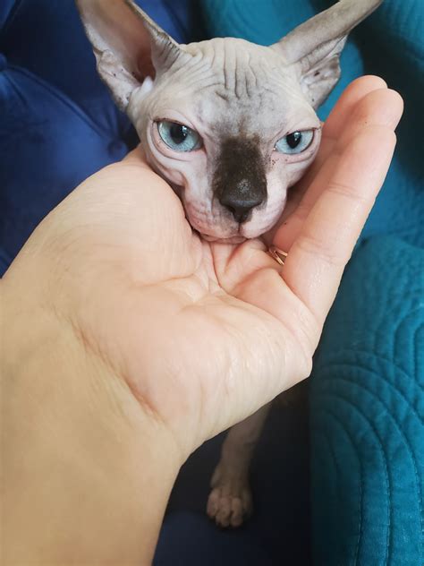 Sphynx Cats For Sale Naperville Il Petzlover