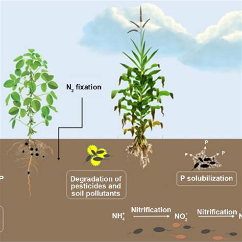 The Role Of Microorganisms In The Nutrient Cycling In Agricultural