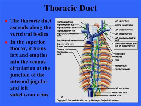 The Two Lymph Ducts Are