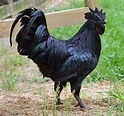 🔥 This Black Rooster 🔥 : r/NatureIsFuckingLit