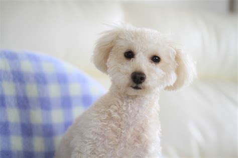 Jun 06, 2021 · すっきり暮らしを目指して！数年前から断捨離→整理収納に邁進中。シンプルインテリア・北欧雑貨・100均グッズ・トイプードルのちょこちゃんに囲まれて…心地よい暮らしを楽しみたい在宅ワークママです。 フォロー大歓迎です。 どうぞ宜しくお願いし. トイプードルのサマーカットとは？夏のトリミングのメリット ...
