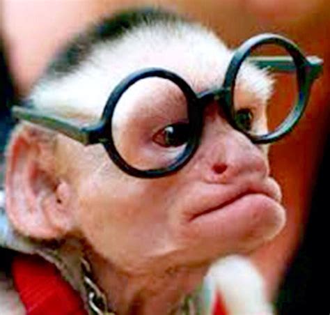 Monkey In Glasses Funny Monkey Pictures Funny Animal Photos Face