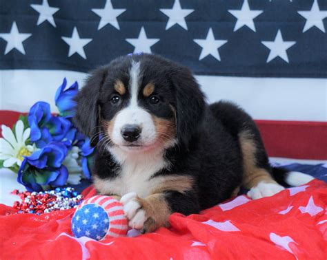 Aca Registered Bernese Mountain Dog For Sale Fredericksburg Oh Female