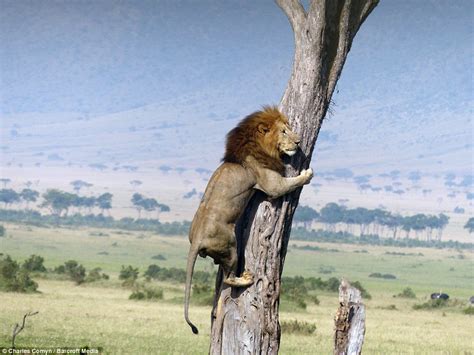 Lion Climbs Tree To Escape Herd Of Buffalo In Kenya Daily Mail Online