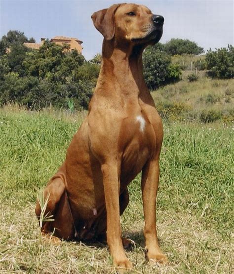 french dog breeds dog breeders guide