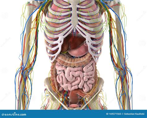 Abdominal Anatomy Diagram Abdominal Anatomy Medical Illustration