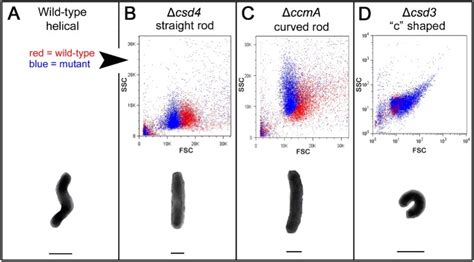 Flow Cytometry Distinguishes Wild Type H Pylori Cells From Three