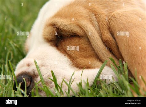 Basset Hound Puppy Sleeping Stock Photo Alamy