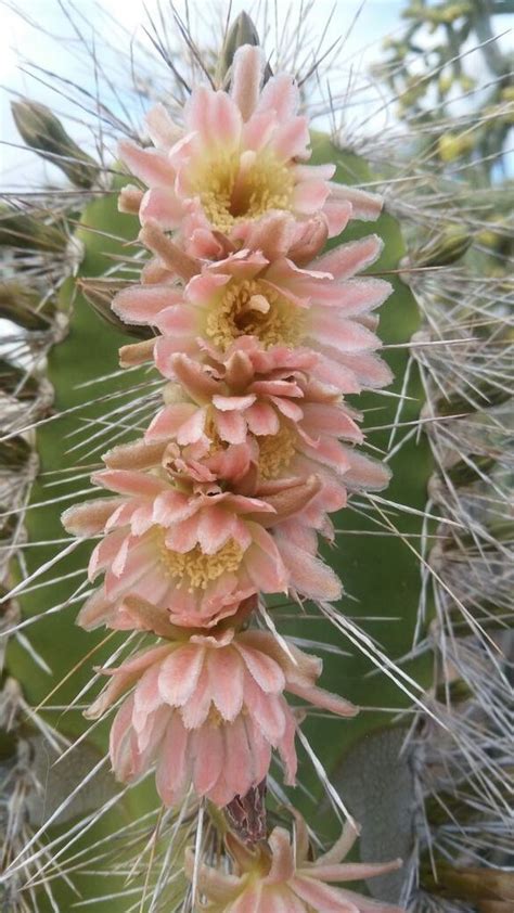 Senita Cactus Isla Rasa Flora · Inaturalist