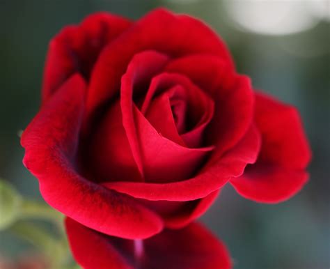 Eclectic Rhapsodics Go Lovely Rose