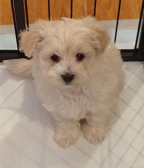Moodle X Maltese Puppies 8 Weeks Old Available Now
