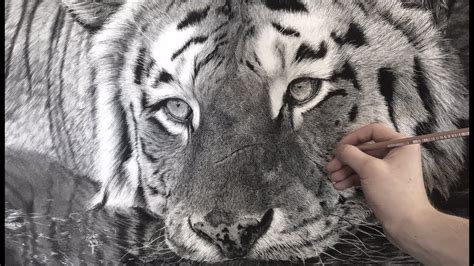 Graphite Pencil Hyper Realistic Drawings Of Animals Drawing Ideas
