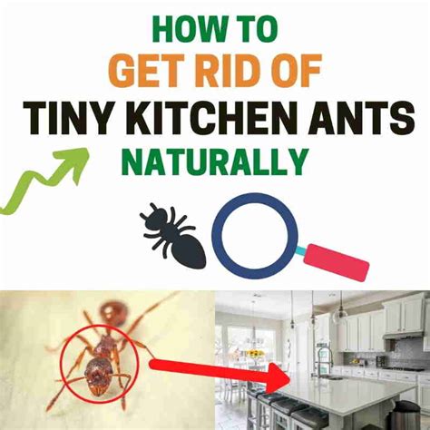 How To Get Rid Of Tiny Small Black Ants Kitchen 