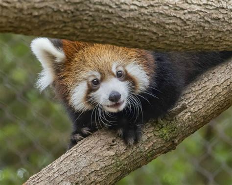 Meet Lily The Red Panda Cub Zooborns