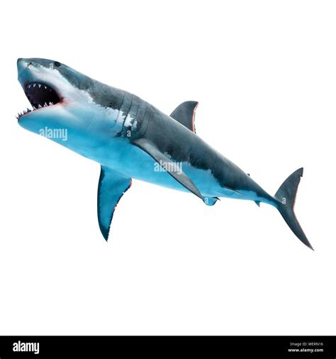 Great White Shark Illustration Stock Photo Alamy
