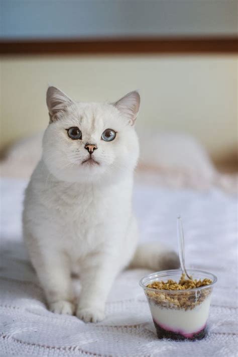 Many cats are lactose intolerant, but the process that creates yogurt breaks down the lactose, making it easier for cats to digest. Can Cats Eat Yogurt? Is Yogurt Safe For Cats? - CatTime ...