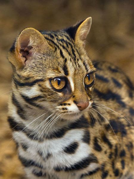 Asian Leopard Cat Prionailurus Bengalensis Captive 18113660