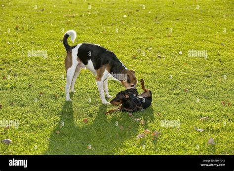 Two Dogs Meadow Stock Photo Alamy