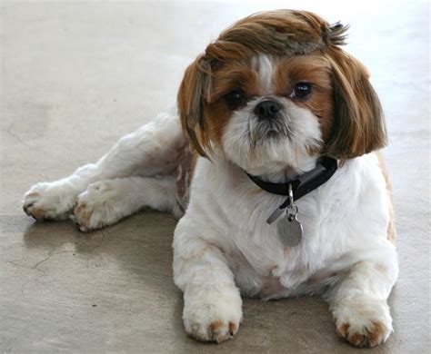 21 Cute Pet Dogs With Trendy Hairstyles Dog Fashion Dogexpress