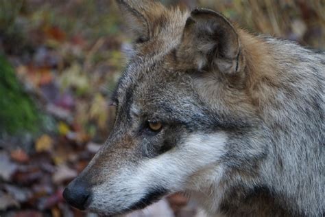 Zephyr The Wolf Smithsonian Photo Contest Smithsonian Magazine