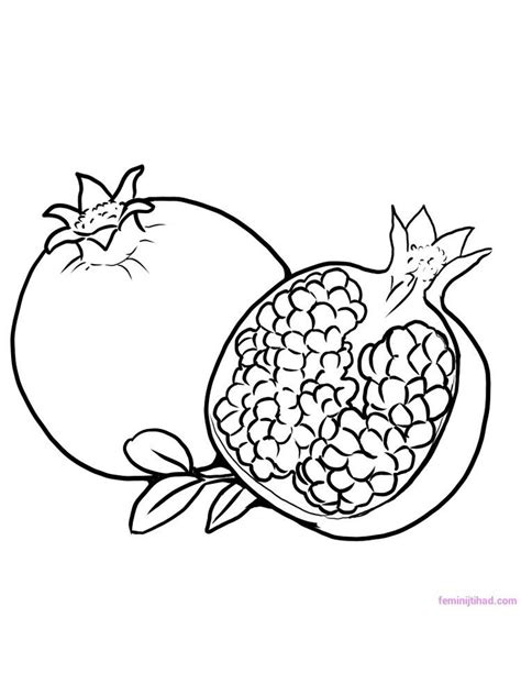 Pomegranate Coloring Pages Raymond Robles Coloring Pages
