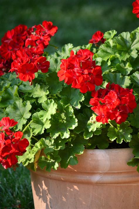 Delightful Potted Geraniums Red Geraniums Beautiful Flowers