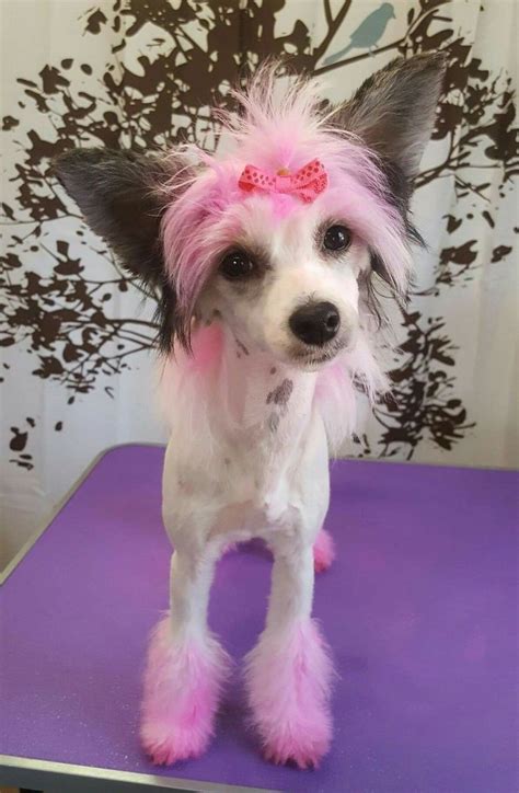 Chinese Crested Powder Puff Grooming Chinese Crested Dog Grooming