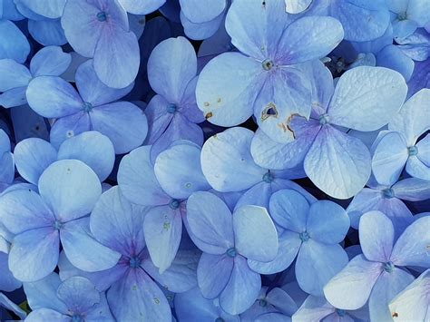 Close Up Photo Of Blue Petaled Flowers · Free Stock Photo
