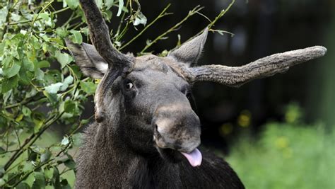 Drunk Moose Gets Stuck Up Apple Tree In Sweden Video The World From Prx