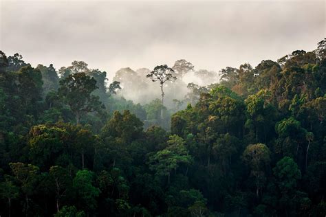 Morning Fog In Dense Tropical Rainforest Kaeng Krachan Thailand
