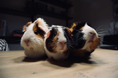 What Can Guinea Pigs Play With Ontario Spca And Humane Society