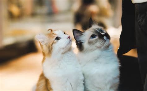 How To Introduce A Kitten To A Cat—a Step By Step Guide