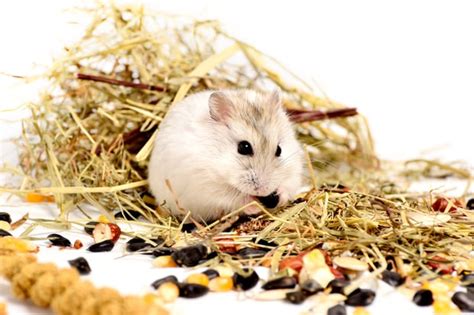 Do Hamsters Need Hay Your Data Backed Answer Hamsteropedia