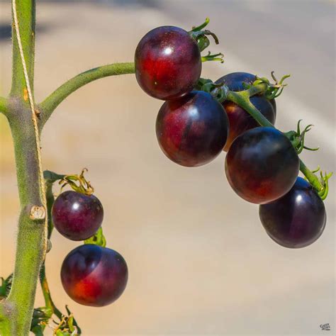 Tomato Black Cherry — Green Acres Nursery And Supply