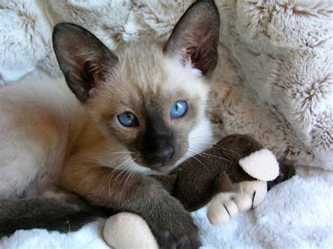 Epilepsy is a syndrome that describes the situation where a cat has recurrent seizures (also known as convulsions or fits) at intervals that may be days. Chocolate Point Siamese Cat 101 - Glamorous Cats
