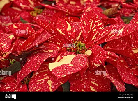 A Stock Photograph Of Some Red Glitter Poinsettia Plants Stock Photo