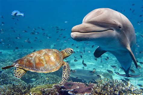 Dolphin And Turtle Underwater On Reef Photograph By Andrea Izzotti Pixels