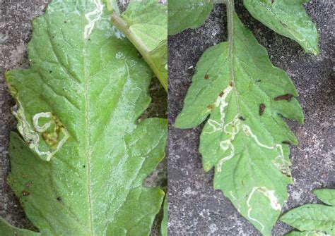 While one of the solanaceous crop is more susceptible, others are resistant to the same evaluation of husbandry, insect pests, diseases and management practices of vegetables cultivated in zoba anseba, eritrea. Tomato Plant Pests Leaf Miners | Cromalinsupport