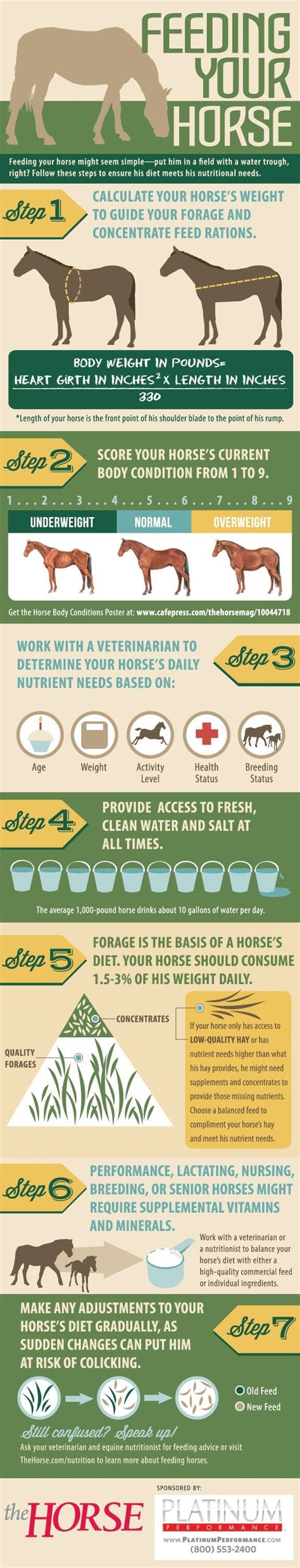 Infographic Feeding Your Horse The Horse Horse Care Healthy
