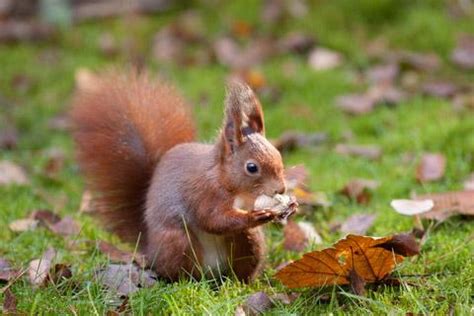 When you learn french, if someone asks you what the best way to get fluent is, you'll probably answer, without hesitation: Red squirrel - wildlife of France