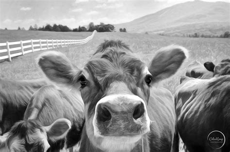 Black And White Jersey Cow Print Photo Art Painterly Etsy Canada