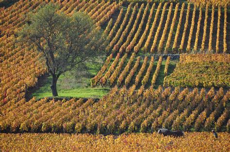 See The Gorgeous Vineyards Of Burgundy France Trip Hotels And