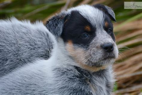 Maybe you would like to learn more about one of these? Hitch: Australian Cattle Dog/Blue Heeler puppy for sale ...