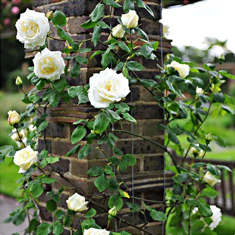 Pauls Lemon Pillar Climbing Rose Bush Scented Large Creamy White
