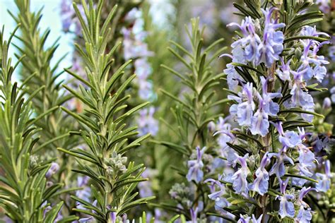The Simple Guide To Rosemary Plant Care How To Grow Rosemary