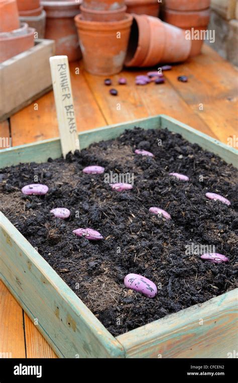 Sowing Runner Beans Scarlet Runner Bean Seeds In Wooden Seed Tray