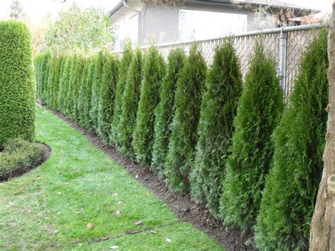 This shrub trims into a medium to large bush or hedge and is frequently used as a vine to cover posts or fences. A Few Ways To Make Your Deck More Private