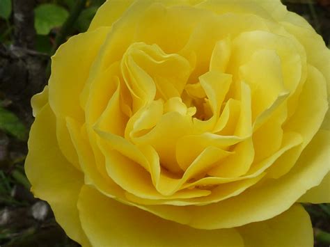 Yellow Rose Summer Garden Plant Rose Bed Bush Petals Yel Flickr